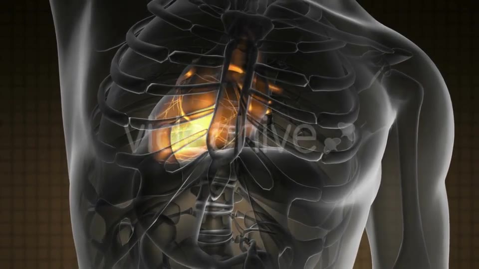 Anatomy Scan of Human Heart - Download Videohive 21094545
