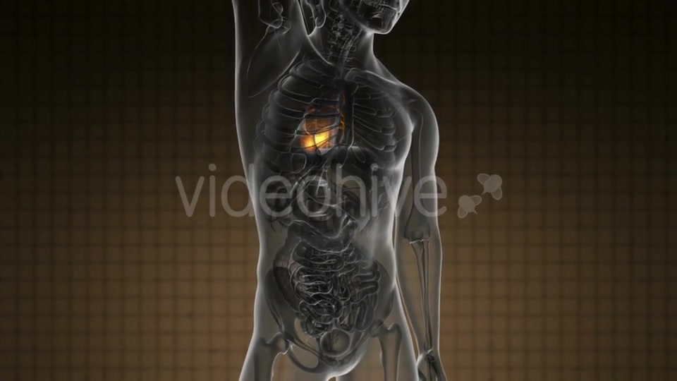 Anatomy Scan of Human Heart - Download Videohive 21094545
