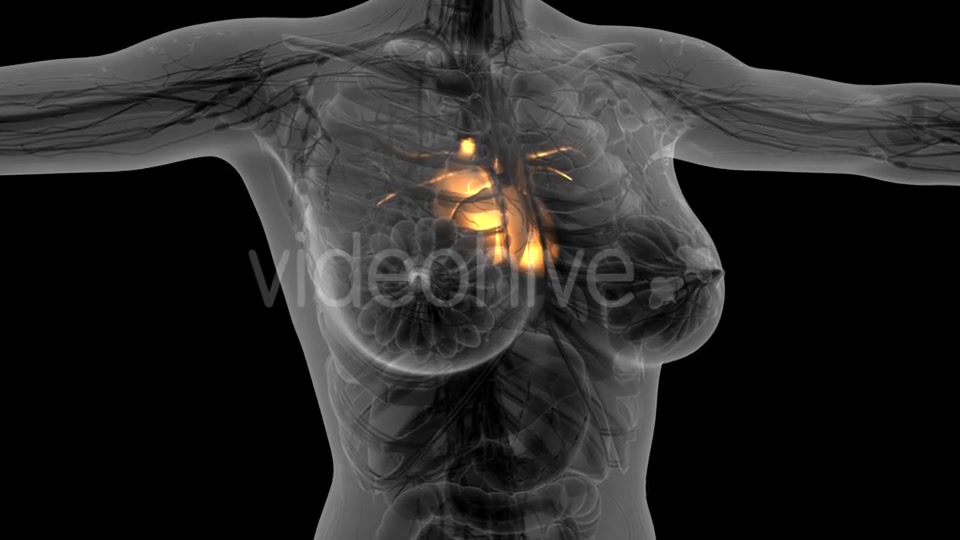 Anatomy Scan of Human Heart - Download Videohive 21097044