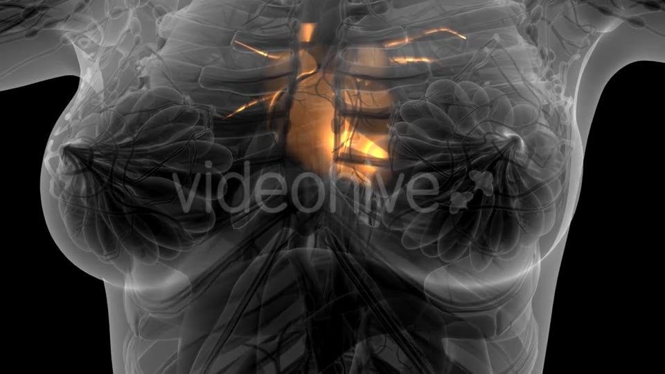 Anatomy Scan of Human Heart - Download Videohive 21097044