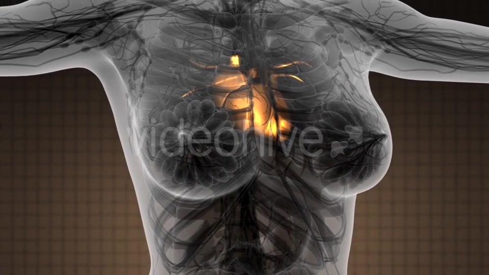 Anatomy Scan of Human Heart - Download Videohive 21264368