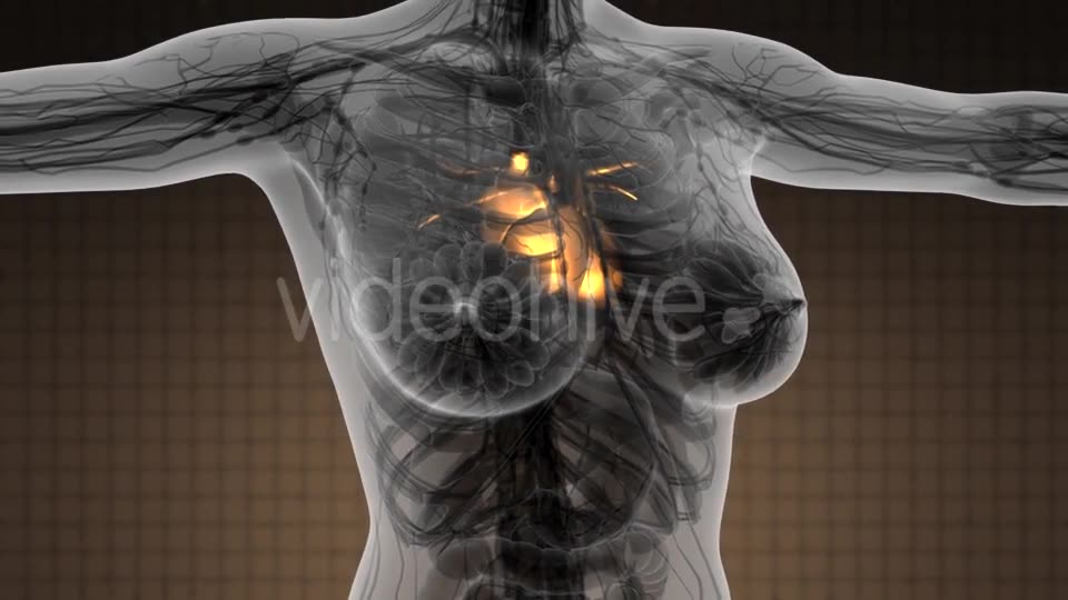 Anatomy Scan of Human Heart - Download Videohive 21264368