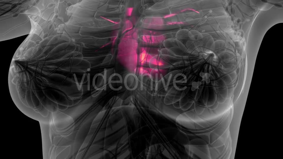 Anatomy Scan of Human Heart - Download Videohive 21297467