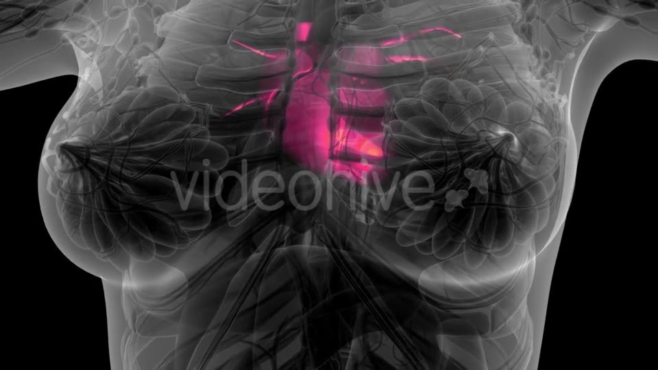 Anatomy Scan of Human Heart - Download Videohive 21297467