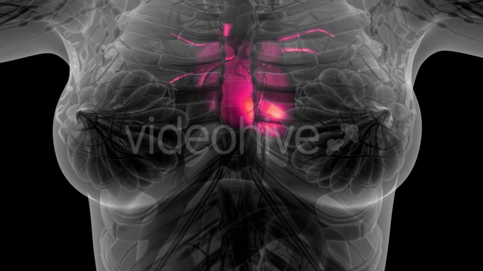 Anatomy Scan of Human Heart - Download Videohive 21297467