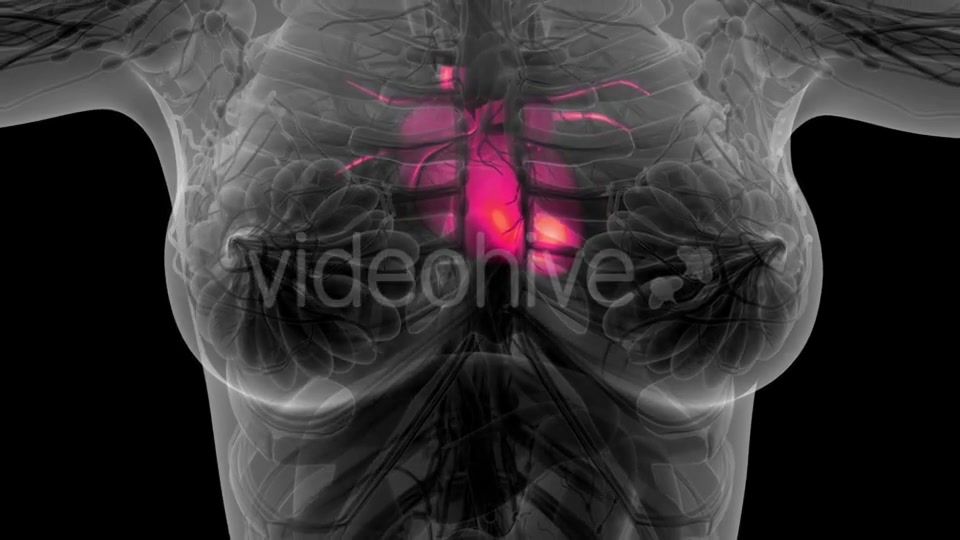 Anatomy Scan of Human Heart - Download Videohive 21297467