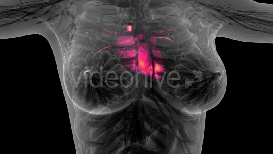 Anatomy Scan of Human Heart - Download Videohive 21297467