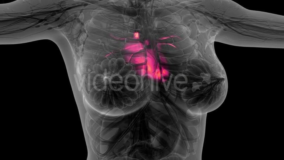 Anatomy Scan of Human Heart - Download Videohive 21297467