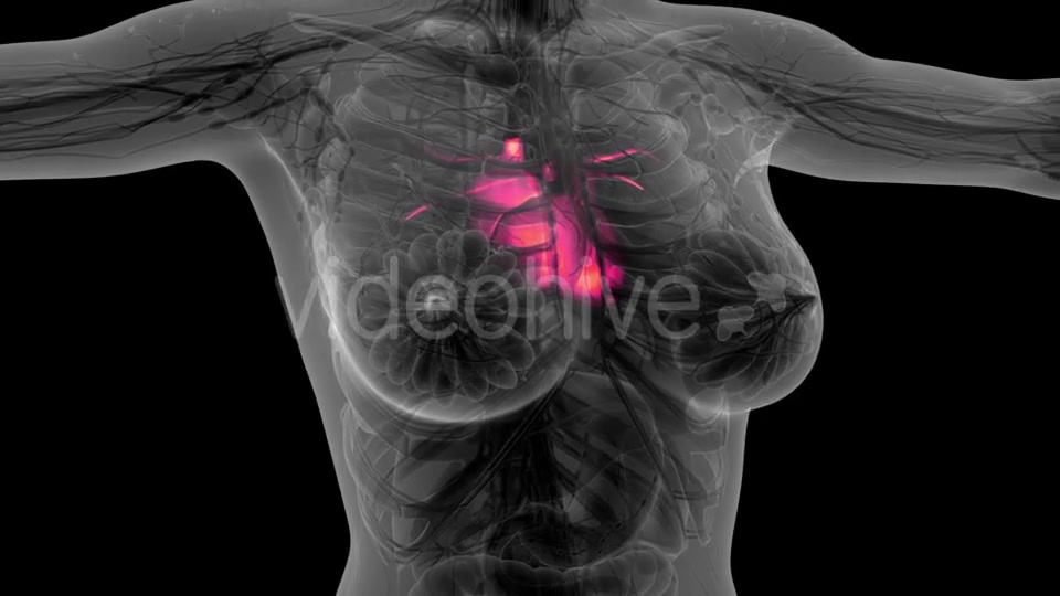 Anatomy Scan of Human Heart - Download Videohive 21297467