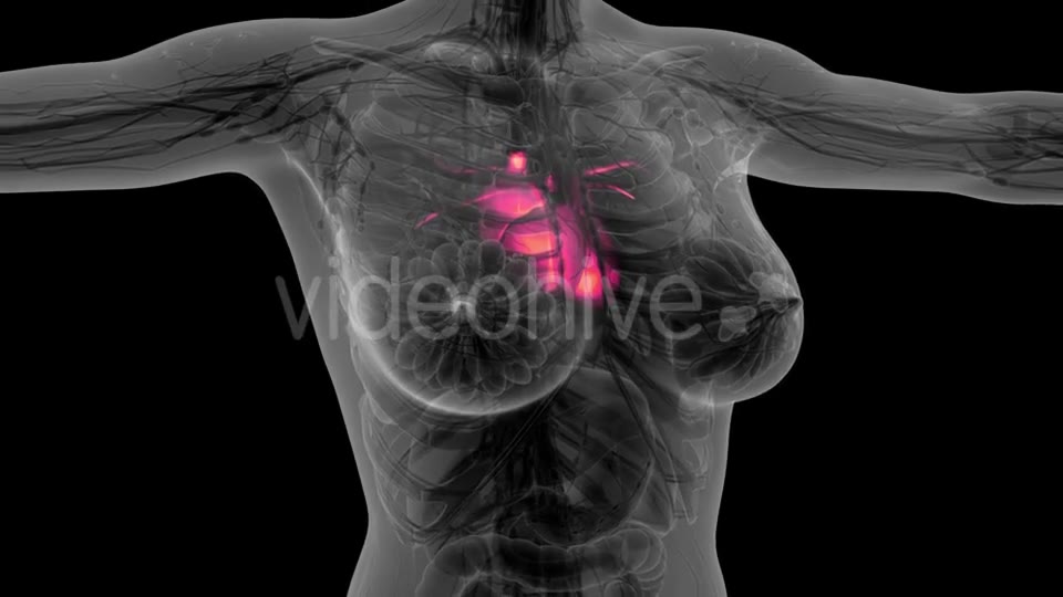 Anatomy Scan of Human Heart - Download Videohive 21297467