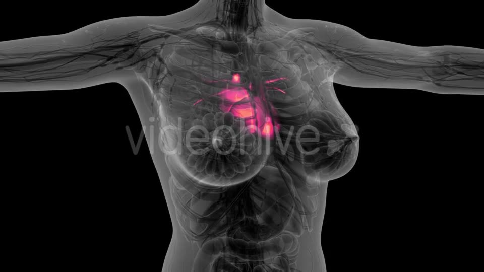 Anatomy Scan of Human Heart - Download Videohive 21297467