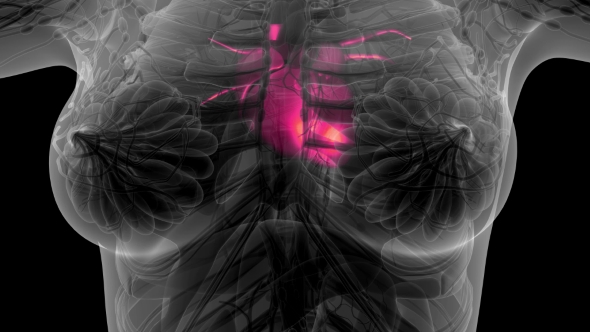 Anatomy Scan of Human Heart - Download Videohive 21297467