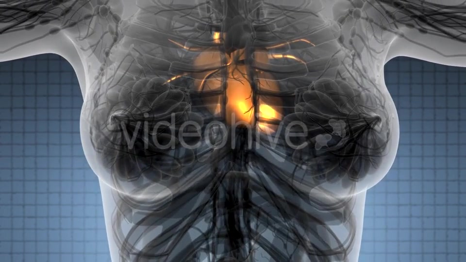 Anatomy Scan of Human Heart - Download Videohive 21388719