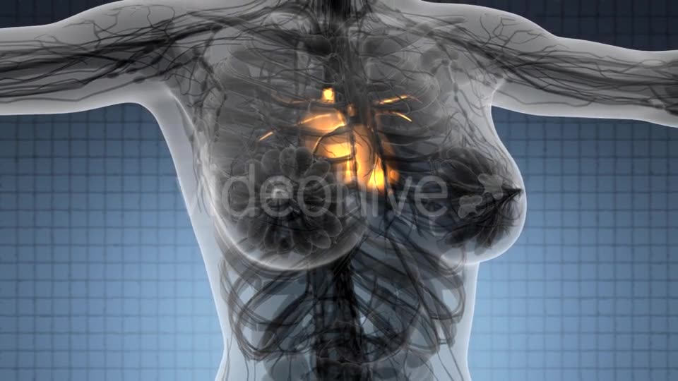 Anatomy Scan of Human Heart - Download Videohive 21388719