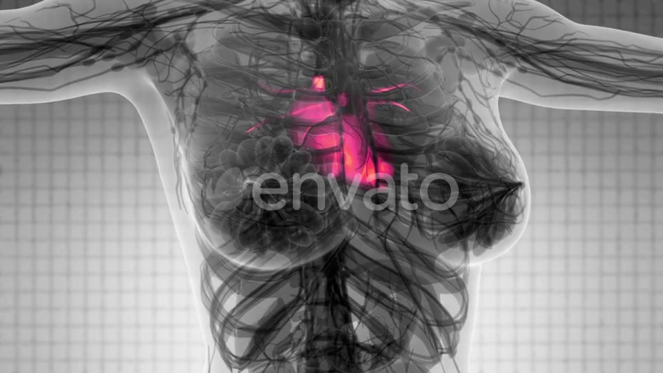 Anatomy Scan of Human Heart - Download Videohive 21742928