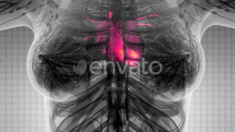 Anatomy Scan of Human Heart - Download Videohive 21742928