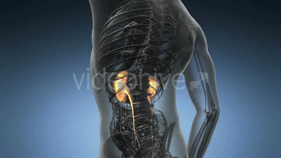 Anatomy Scan Of Human Kidneys - Download Videohive 18556649