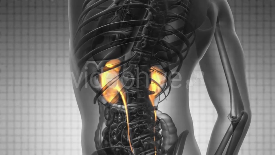 Anatomy Scan of Human Kidneys - Download Videohive 19109528