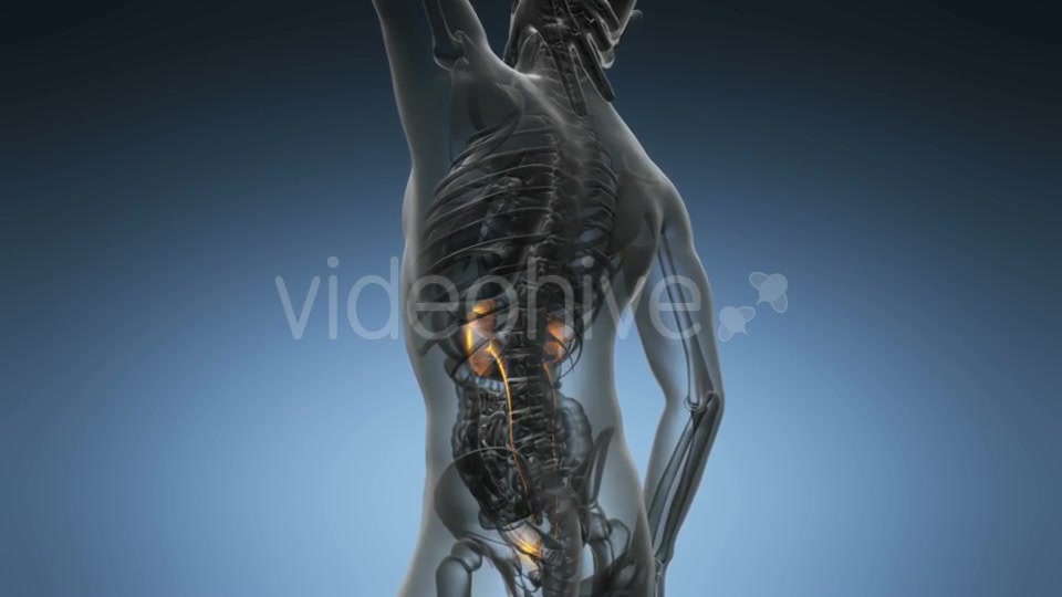 Anatomy Scan of Human Kidneys - Download Videohive 19289839