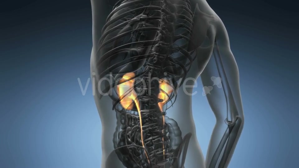 Anatomy Scan of Human Kidneys - Download Videohive 19289839