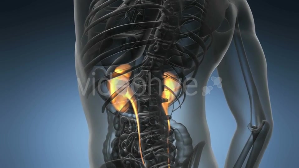 Anatomy Scan of Human Kidneys - Download Videohive 19289839