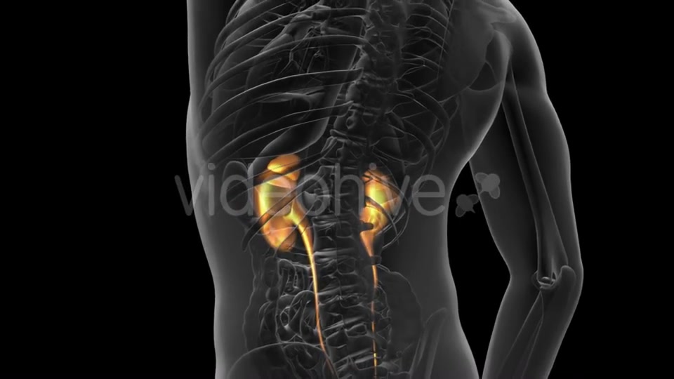 Anatomy Scan of Human Kidneys - Download Videohive 19894721