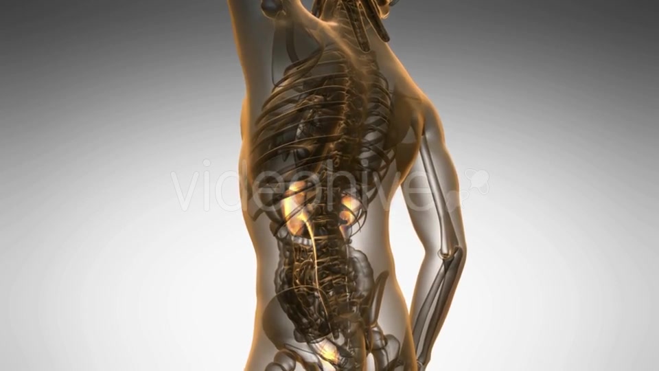 Anatomy Scan of Human Kidneys - Download Videohive 19894787