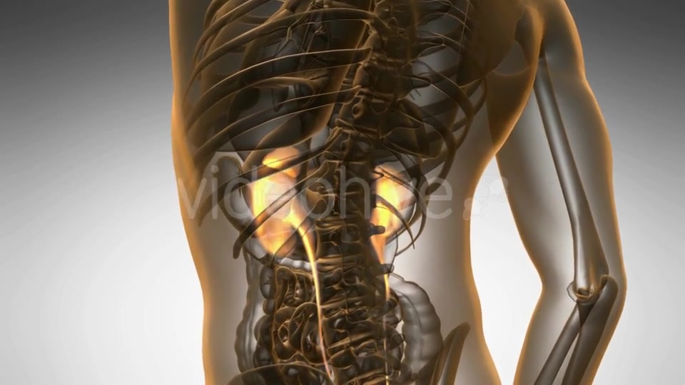 Anatomy Scan of Human Kidneys - Download Videohive 19894787