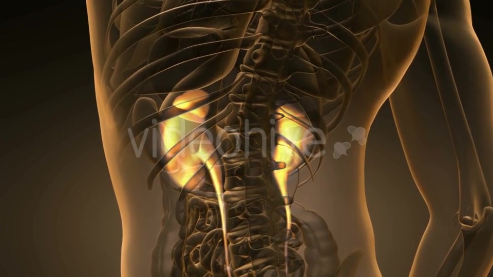 Anatomy Scan of Human Kidneys - Download Videohive 19928105