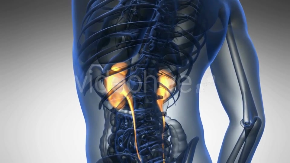 Anatomy Scan of Human Kidneys - Download Videohive 19928220