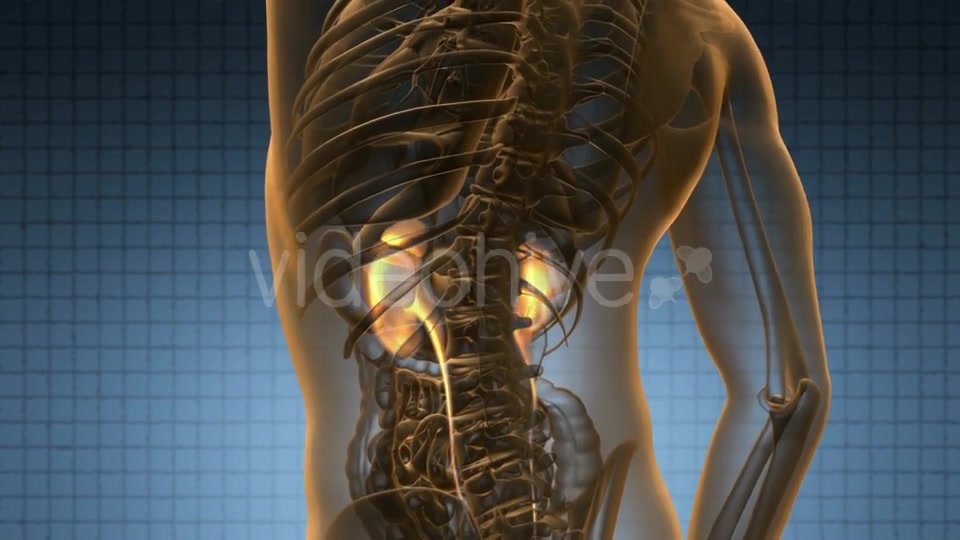 Anatomy Scan of Human Kidneys - Download Videohive 19989861