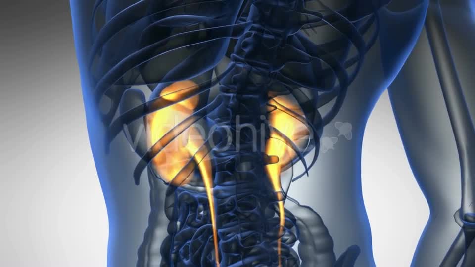 Anatomy Scan of Human Kidneys - Download Videohive 19989894