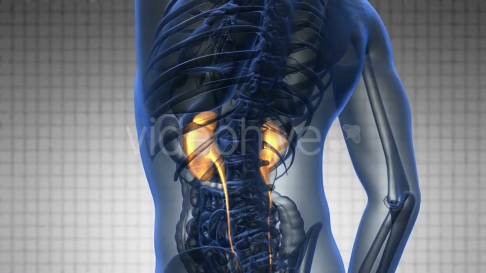 Anatomy Scan of Human Kidneys - Download Videohive 20117604