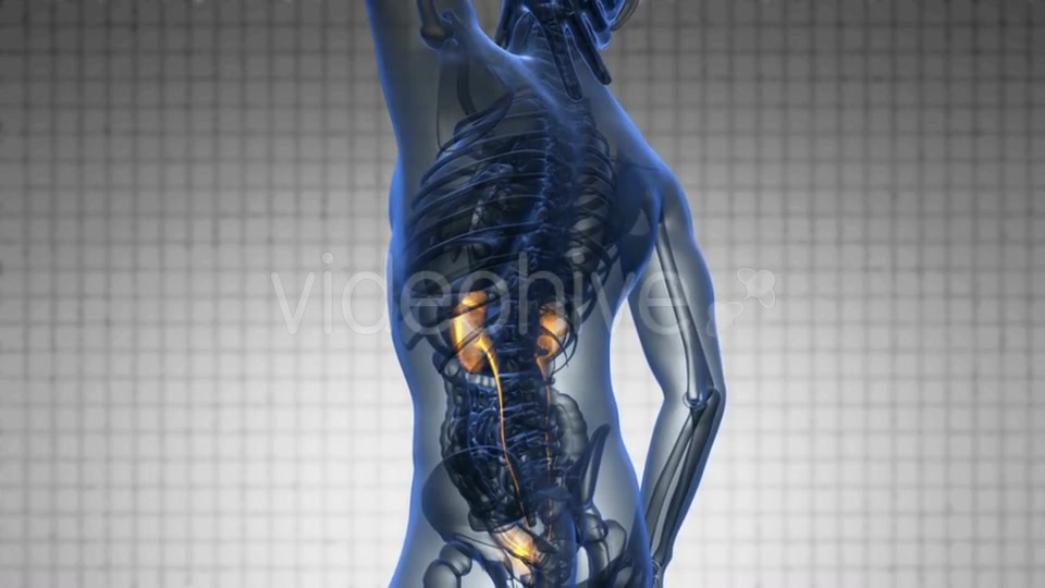 Anatomy Scan of Human Kidneys - Download Videohive 20117604
