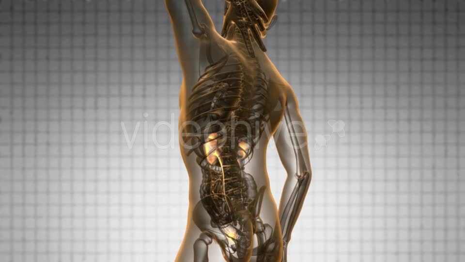 Anatomy Scan of Human Kidneys - Download Videohive 20290838