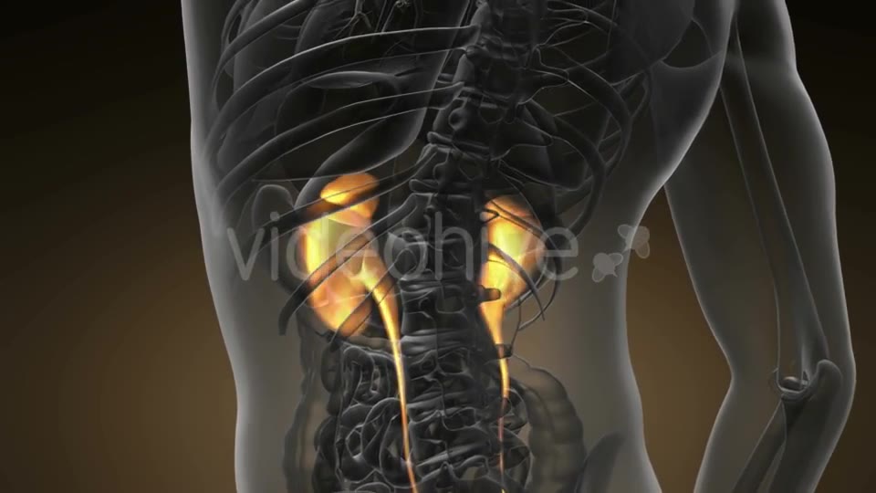 Anatomy Scan of Human Kidneys - Download Videohive 20624965