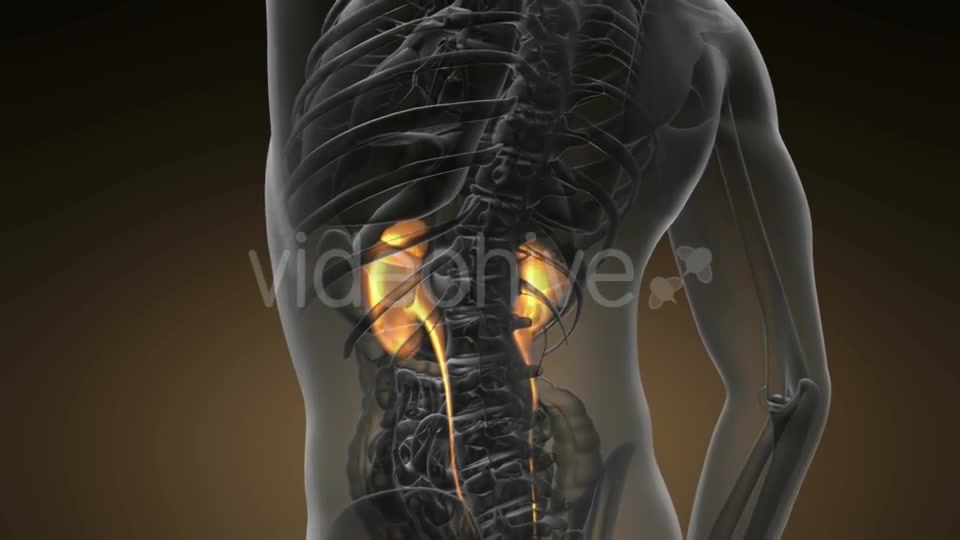 Anatomy Scan of Human Kidneys - Download Videohive 20624965