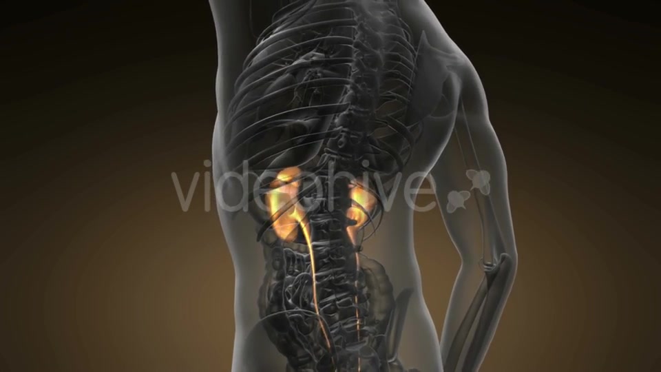 Anatomy Scan of Human Kidneys - Download Videohive 20624965