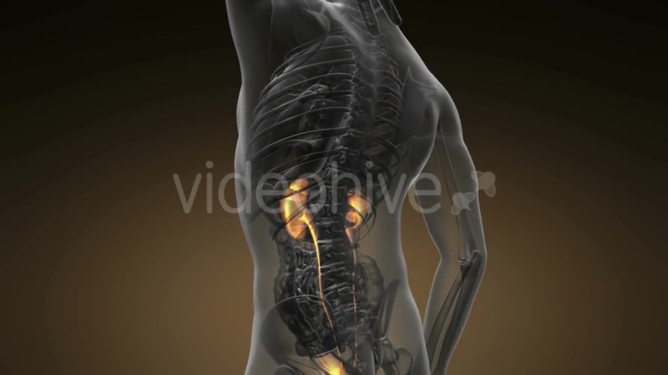 Anatomy Scan of Human Kidneys - Download Videohive 20624965