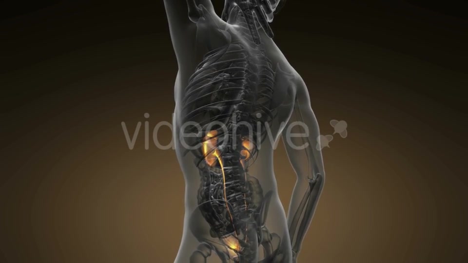 Anatomy Scan of Human Kidneys - Download Videohive 20624965