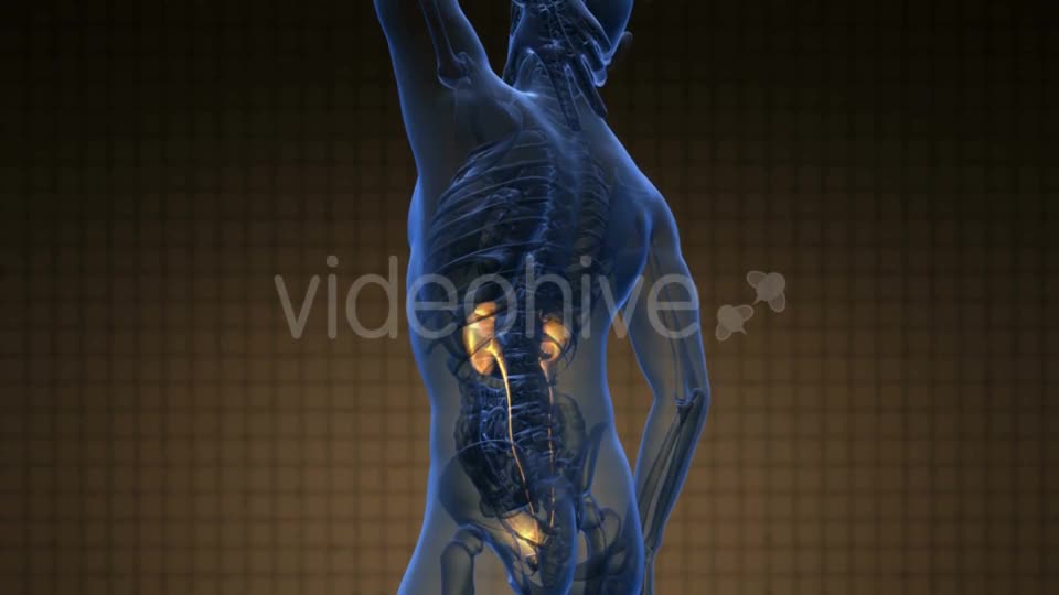 Anatomy Scan of Human Kidneys - Download Videohive 20778228