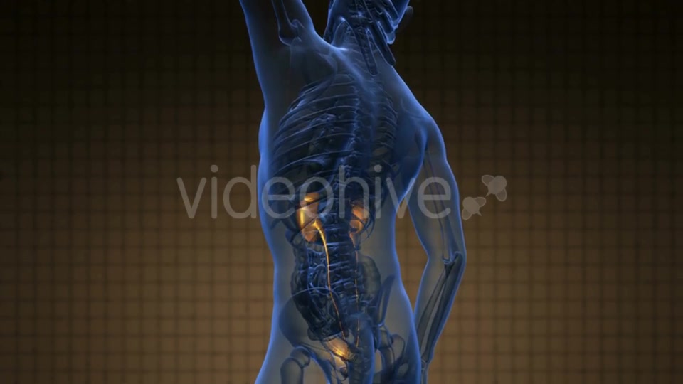 Anatomy Scan of Human Kidneys - Download Videohive 20778228