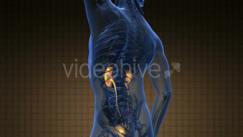 Anatomy Scan of Human Kidneys - Download Videohive 20778228