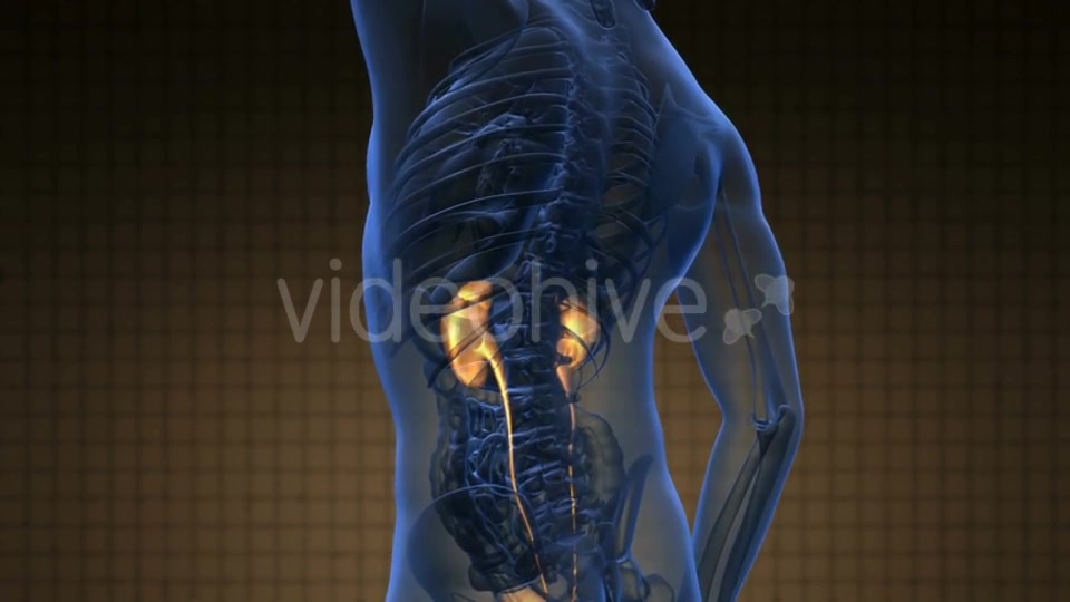 Anatomy Scan of Human Kidneys - Download Videohive 20778228