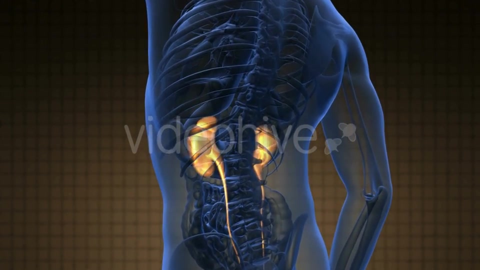 Anatomy Scan of Human Kidneys - Download Videohive 20778228