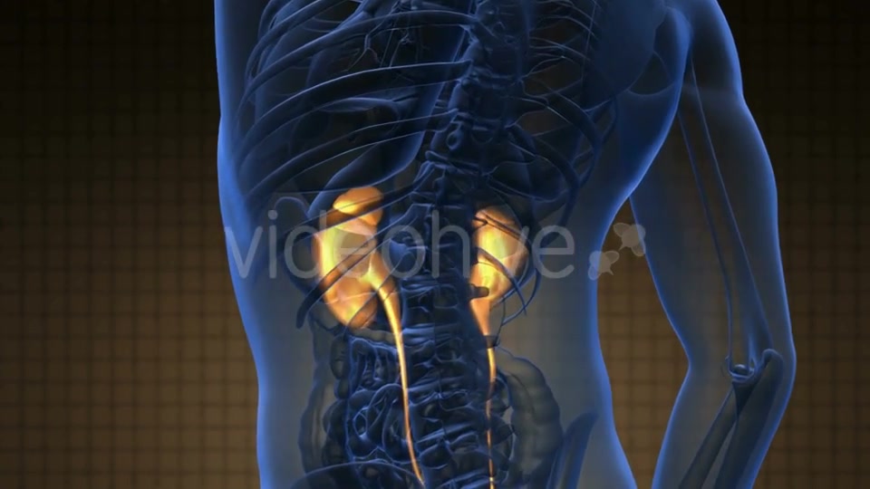 Anatomy Scan of Human Kidneys - Download Videohive 20778228