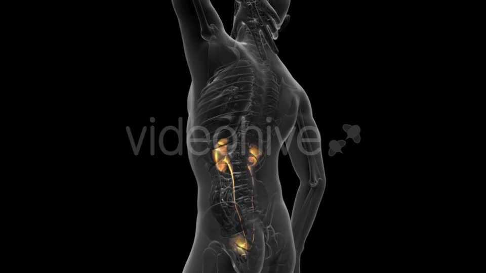 Anatomy Scan of Human Kidneys - Download Videohive 20915719