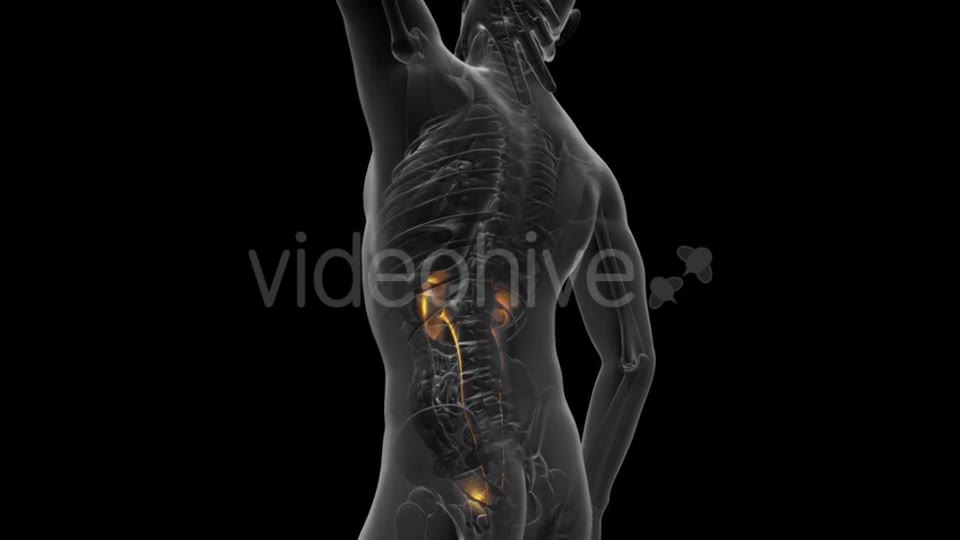 Anatomy Scan of Human Kidneys - Download Videohive 20915719