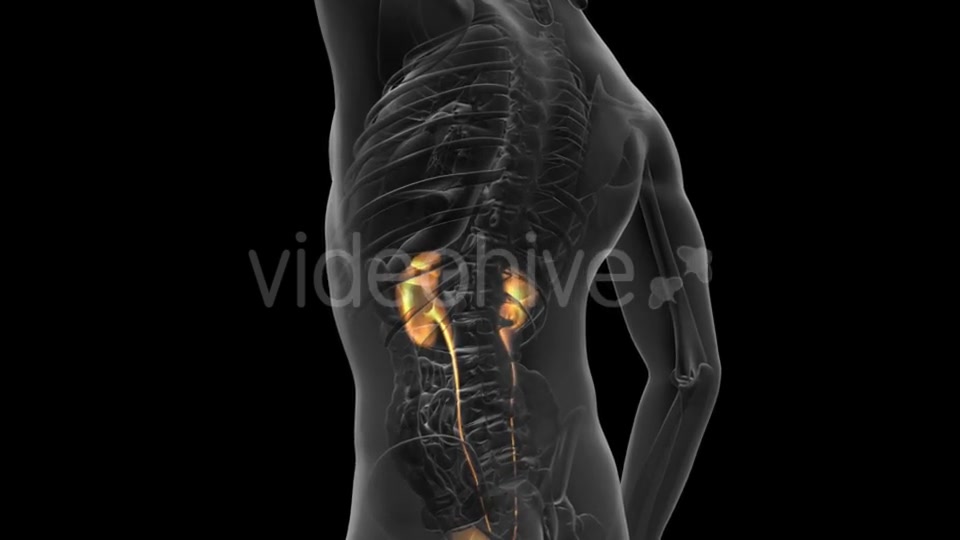 Anatomy Scan of Human Kidneys - Download Videohive 20915719