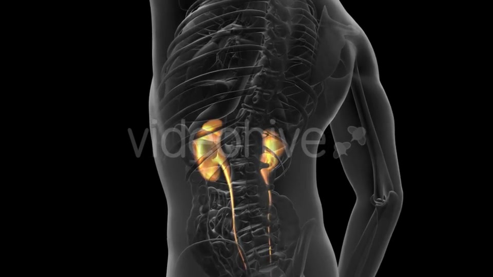 Anatomy Scan of Human Kidneys - Download Videohive 20915719